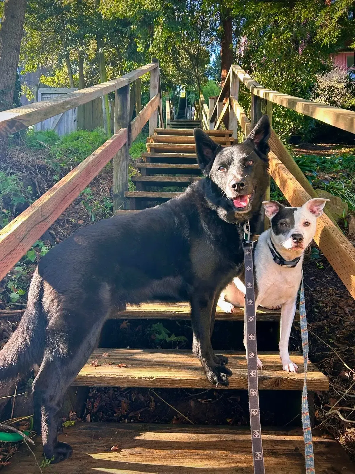 The dogs, Chewie and Wilbur